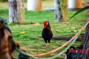Struttin his stuff at the beach..! A beautiful North Shore rooster struts his stuff at Waimea Bay beach park, Oahu's North shore surfing Meca.