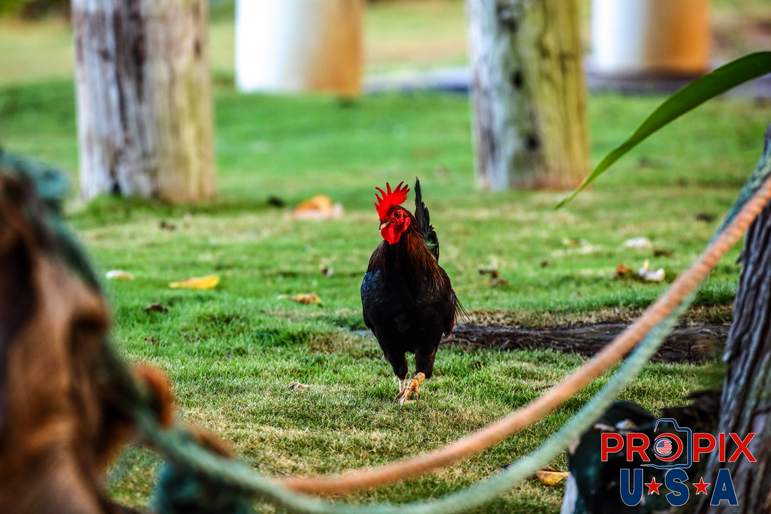Struttin his stuff at the beach..! A beautiful North Shore rooster struts his stuff at Waimea Bay beach park, Oahu's North shore surfing Meca.