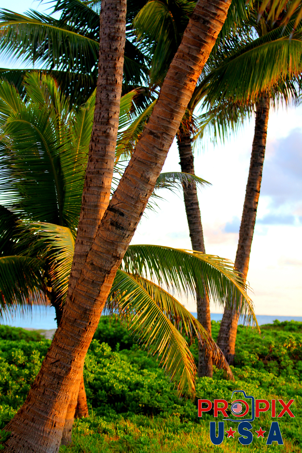 Palm Trees next to Kailua beach Oahu. The sun had just risen over the Eastern shores of Oahu and was starting the rapid warming with tropical warmth. These palm trees have this morning routine down pat, as they have so luckily enjoyed this lifegiving event for many many years. The calmness of the ocean in Kailua bay is the norm, which is the draw for those in the know.