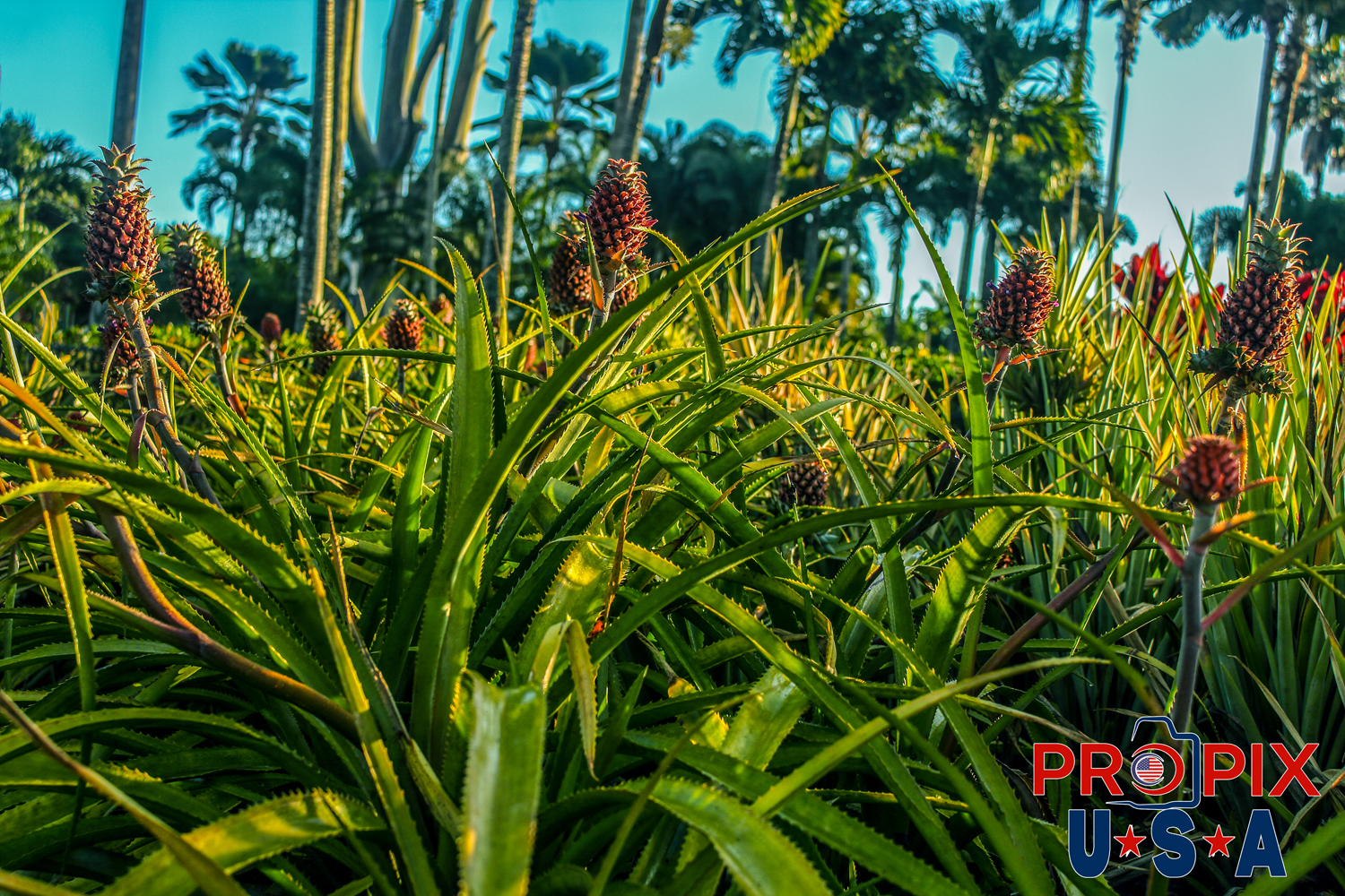 Pineapple grove basking in the Hawaiian morning sun. The morning Hawaiian sun was greeting these pineapple plants and fruit near the North Shore of Oahu Hawaii.
