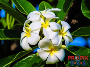 Plumeria with a brilliant blue Hawaiian sky in the background. These fragrant plumeria flowers were enjoying the morning sun from atop a plumeria tree. The beautiful blue sky is seen here peeking through gaps in the tree.