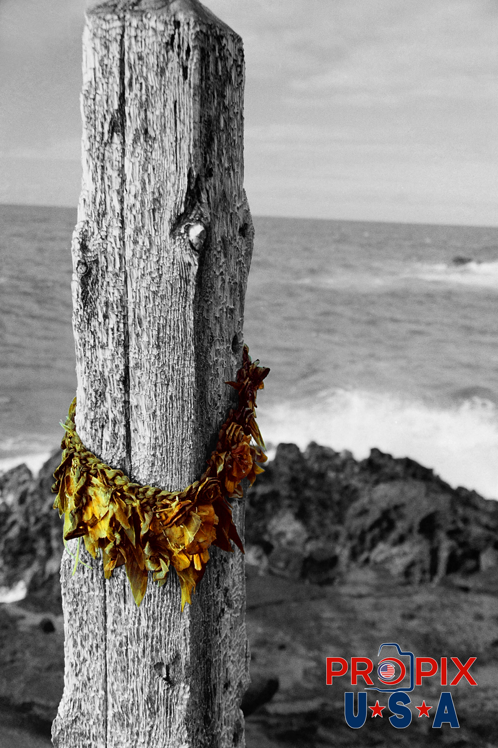 Halona blowhole post Lei. This wood post has stood guard for many many years at Oahu's Halona blowhole. Someone had draped a Lei around the post, either for decorative purposes, or as a rembrance. The flowers had wilted, but remnants of their beauty remained. This photo was taken in the 1990's with film. The post remains at the blowhole still today.