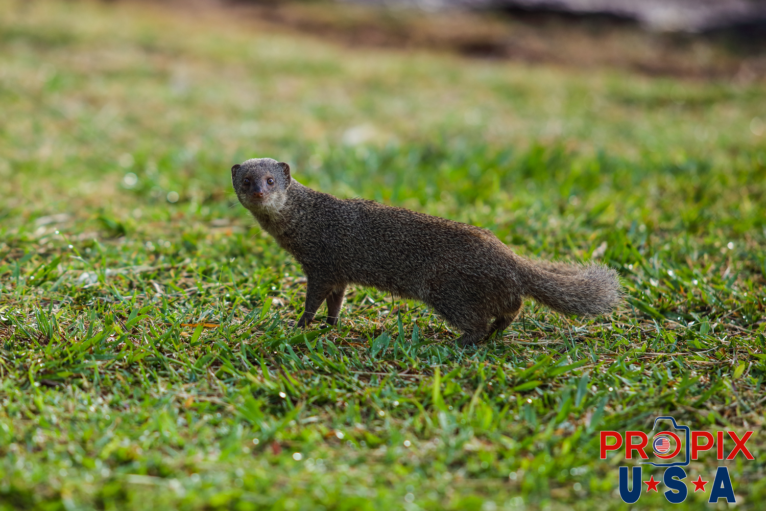 Who the hell are you...? asked the mongoose living in the Ala Moana park Honolulu Hawaii..!