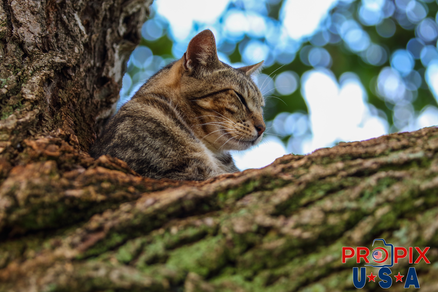 A homeless cat hanging out in a safe place above all the commotion in the Ala Moana park Honolulu Hawaii.