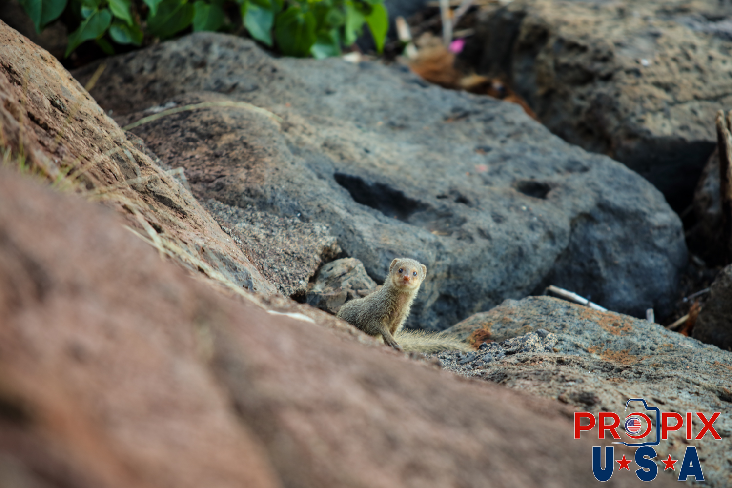 Keeping a watchful eye on the stranger in it's habitat. This young mongoose was very curious and quick to hide. It's home is located oceanfront prime real estate in Honolulu Hawaii.