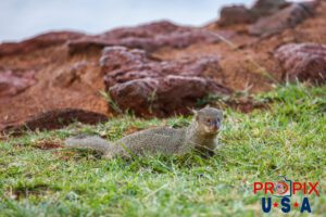 The ever curious mongoose has a keen eye on something nearby. The was near the shoreline at the Ala Moana park in Honolulu Hawaii.