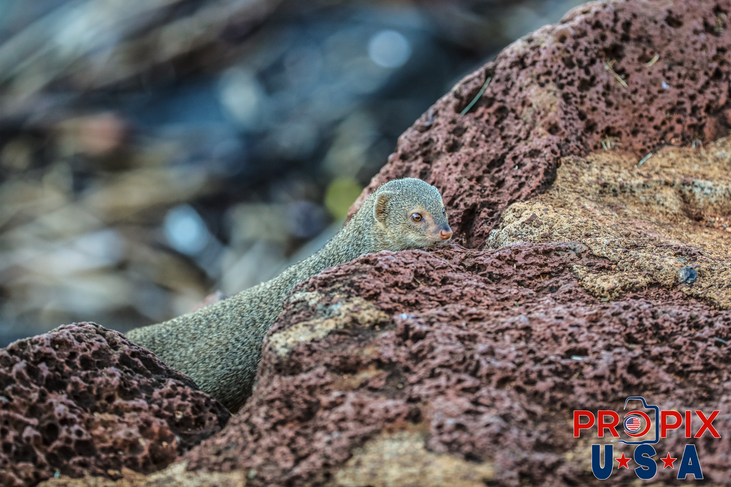 A mongoose curious about what it saw or heard nearby. This mongoose lives in the spaces between lava rocks along the shoreline at the Ala Moana park Honolulu Hawaii. Photo date: 6-25-2025