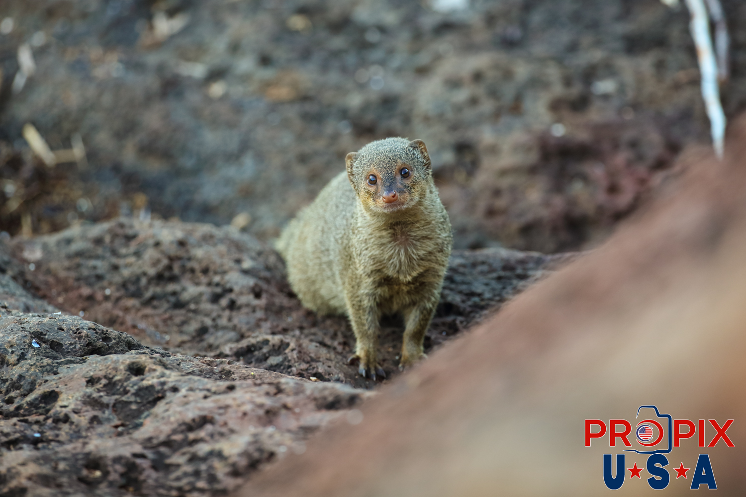 A clearly interested mongoose watching the person in it's home space along the shoreline at the Ala Moana park Honolulu Hawaii. Photo date: 6-25-2025