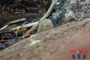 A mongoose keeping a cautious eye on the stranger in it's habitat along the shoreline at the Ala Moana park Honolulu Hawaii. Photo date: 6-25-2025