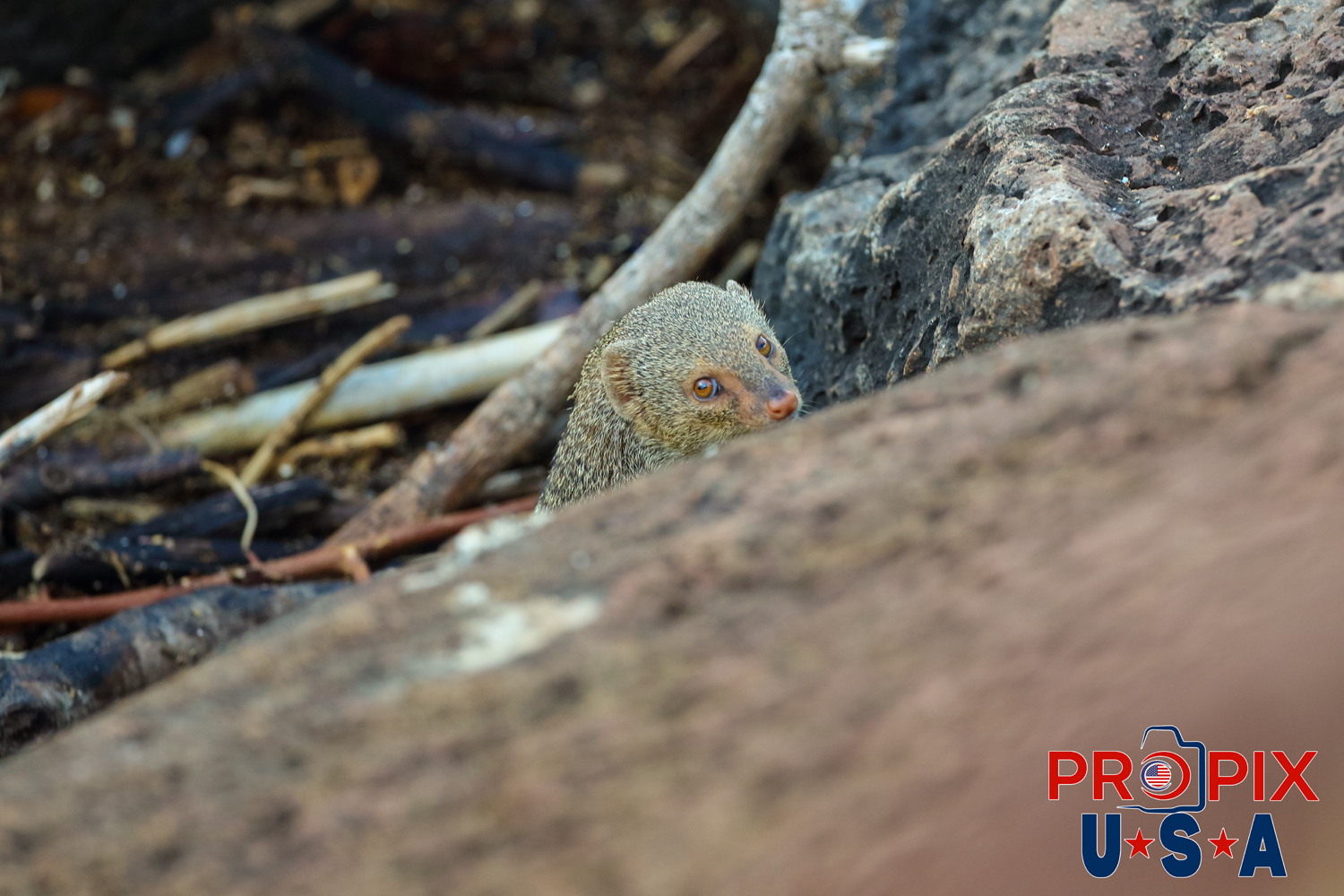 A mongoose keeping a cautious eye on the stranger in it's habitat along the shoreline at the Ala Moana park Honolulu Hawaii. Photo date: 6-25-2025