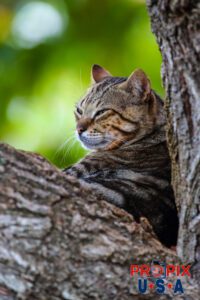 A homeless cat hanging out in a tree at the Ala Moana park in Honolulu Hawaii. Photo date: 6-25-2025