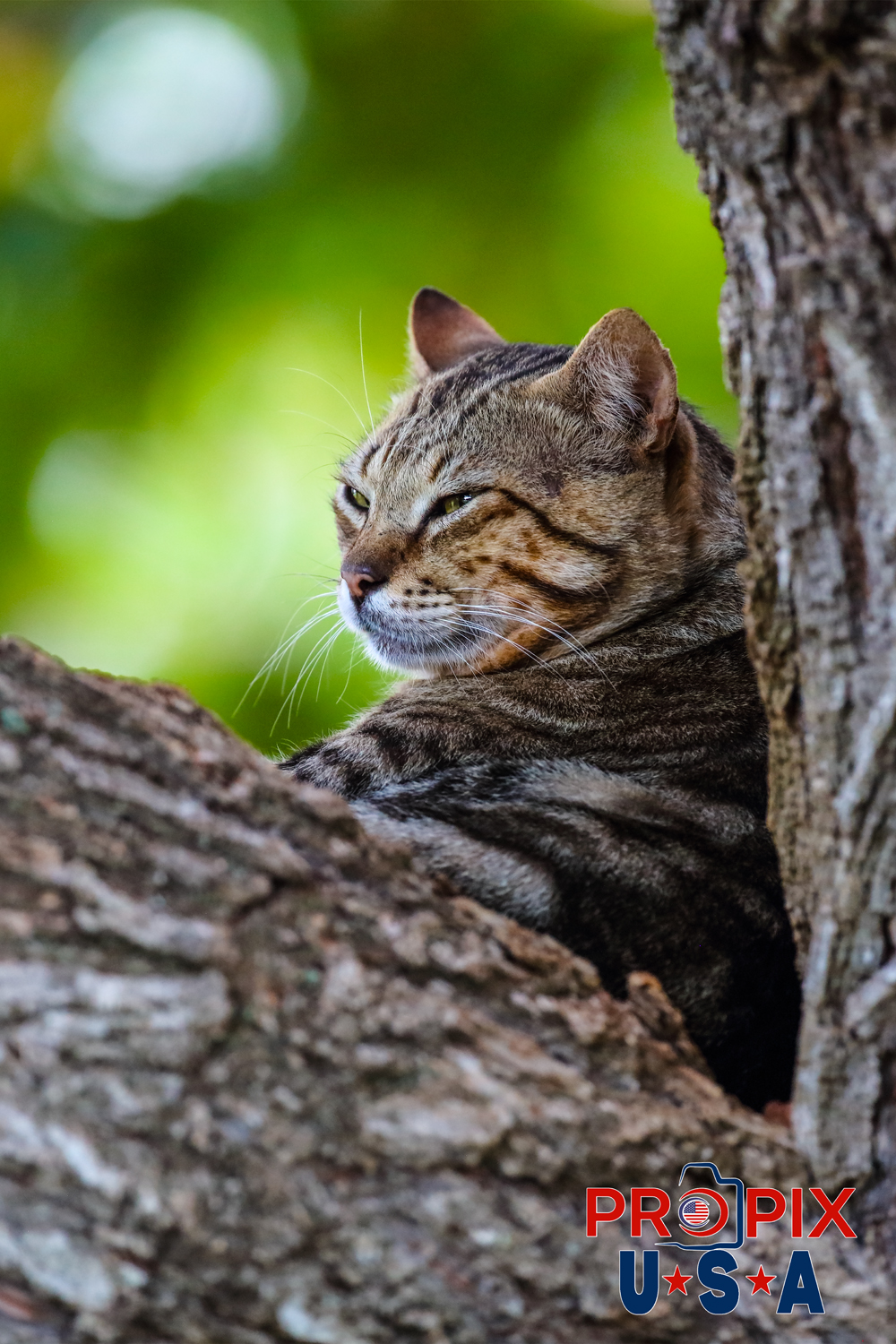 A homeless cat hanging out in a tree at the Ala Moana park in Honolulu Hawaii. Photo date: 6-25-2025