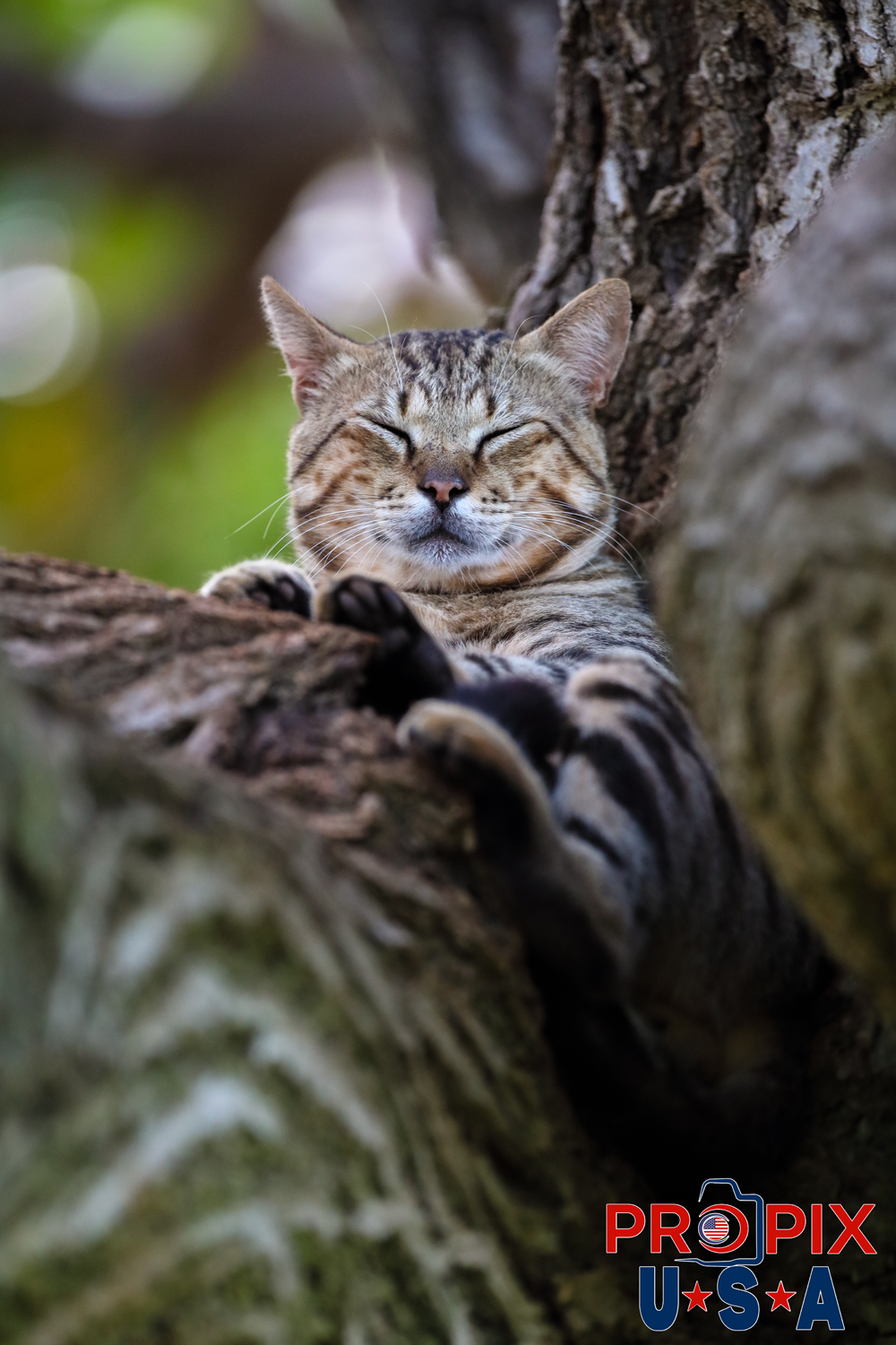 A homeless cat relaxing in a safe tree at the Ala Moana park Honolulu Hawaii. Photo date: 6-25-2025