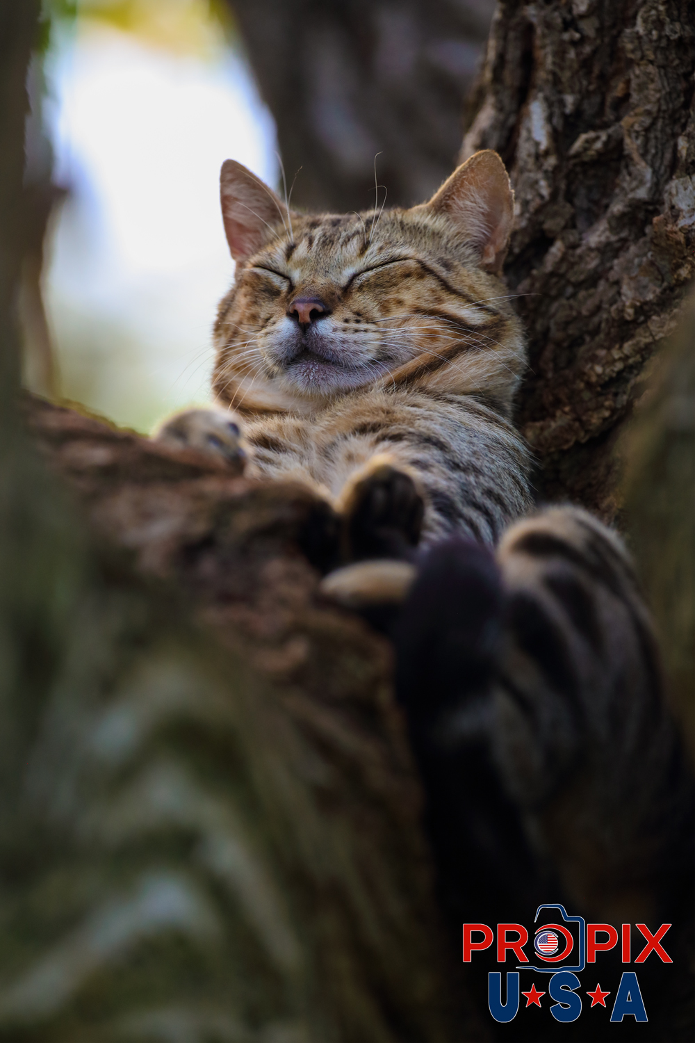 A homeless cat seems quite comfortable and safe up in a tree at the Ala Moana park in Honolulu Hawaii.