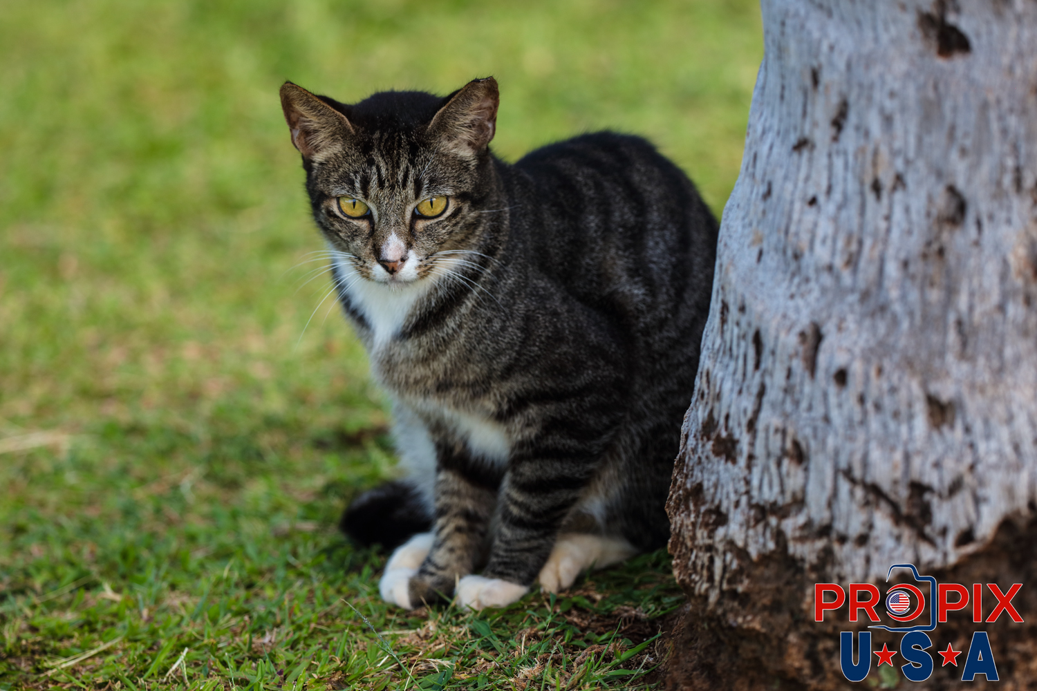 A homeless kitten hanging out at the bottom of a palm tree in the Ala Moana park Honolulu Hawaii. Photo date: 6-25-2025