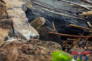 A Mongoose popping it's head out from the shoreline den in the lava rocks to see what the intruder was up to.