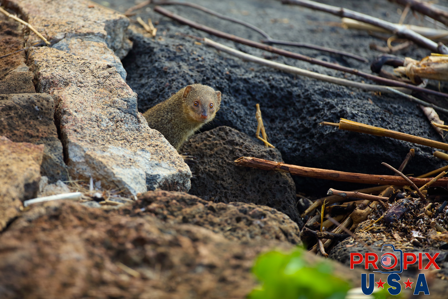 A Mongoose popping it's head out from the shoreline den in the lava rocks to see what the intruder was up to.