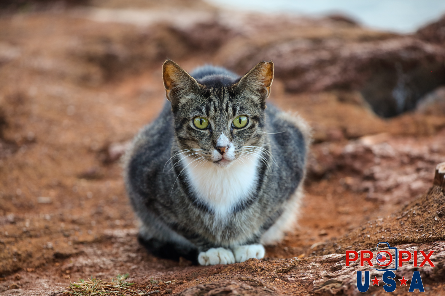 Homeless kitten living at the Ala Moana park in Honolulu Hawaii. Photo date: 6-26-2025