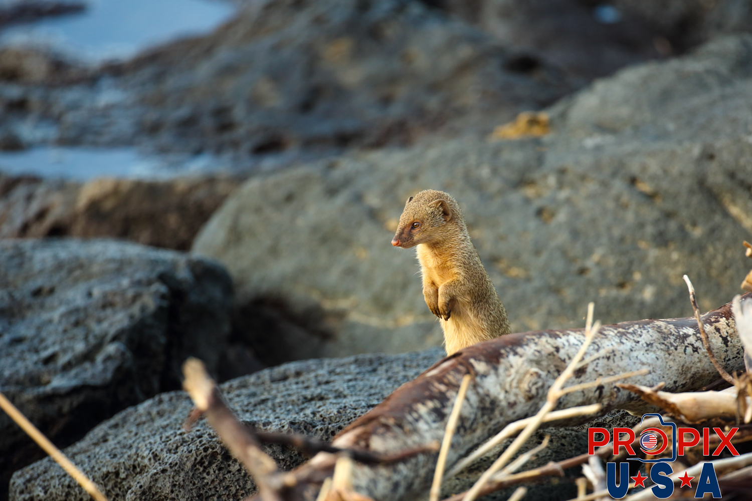 Mongoose watching the sunrise on the lava rocks at the shoreline in the Ala Moana park Honolulu Hawaii.