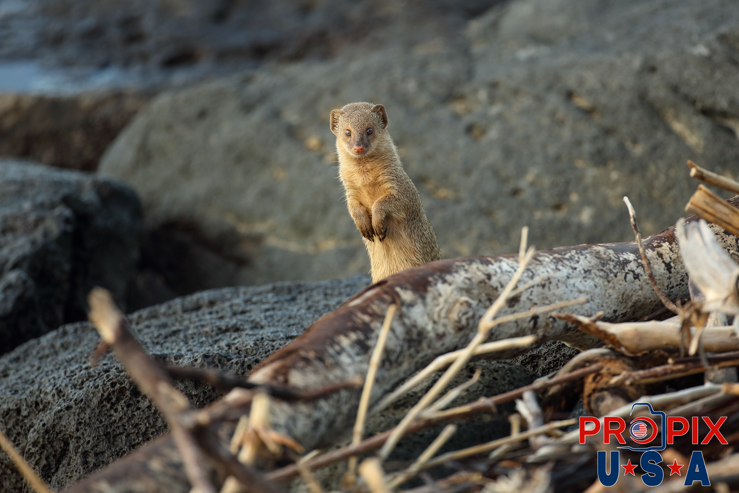 A curious mongoose peers over the washed up vegetation to watch the stranger in the Ala Moana park Honolulu Hawaii.