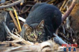 A homeless cat lays amongst the vegitation debris that has washed up on the lava shoreline in the Ala Moana park Honolulu Hawaii. Photo date: 6-26-2025
