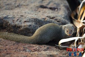 The mongoose keeps a watchful eye on the stranger as it is prepared to make a quick exit to the safety of the lava boulders if necessary. This mongoose lives along the shoreline of the Ala Moana park Honolulu Hawaii.