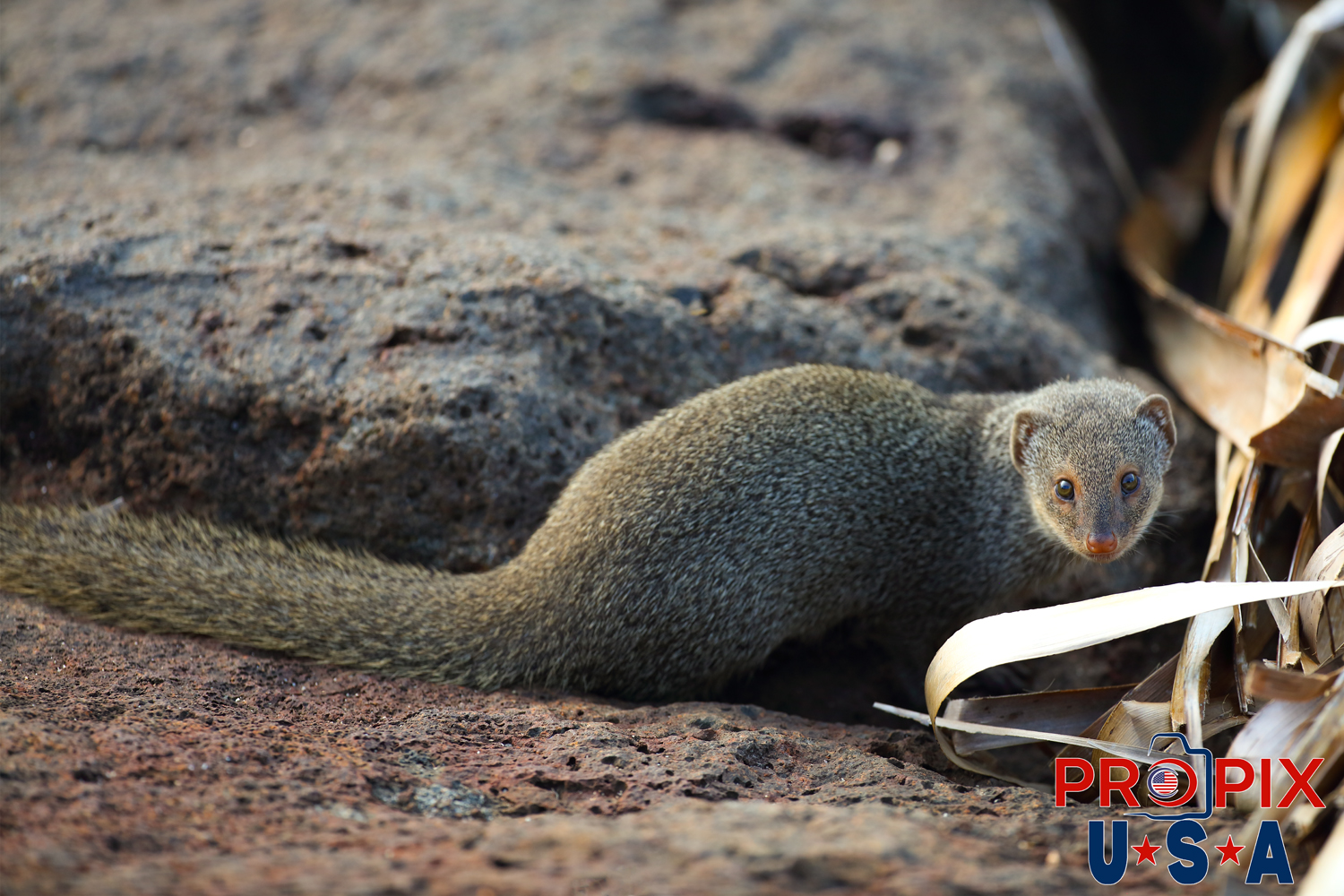 The mongoose keeps a watchful eye on the stranger as it is prepared to make a quick exit to the safety of the lava boulders if necessary. This mongoose lives along the shoreline of the Ala Moana park Honolulu Hawaii.