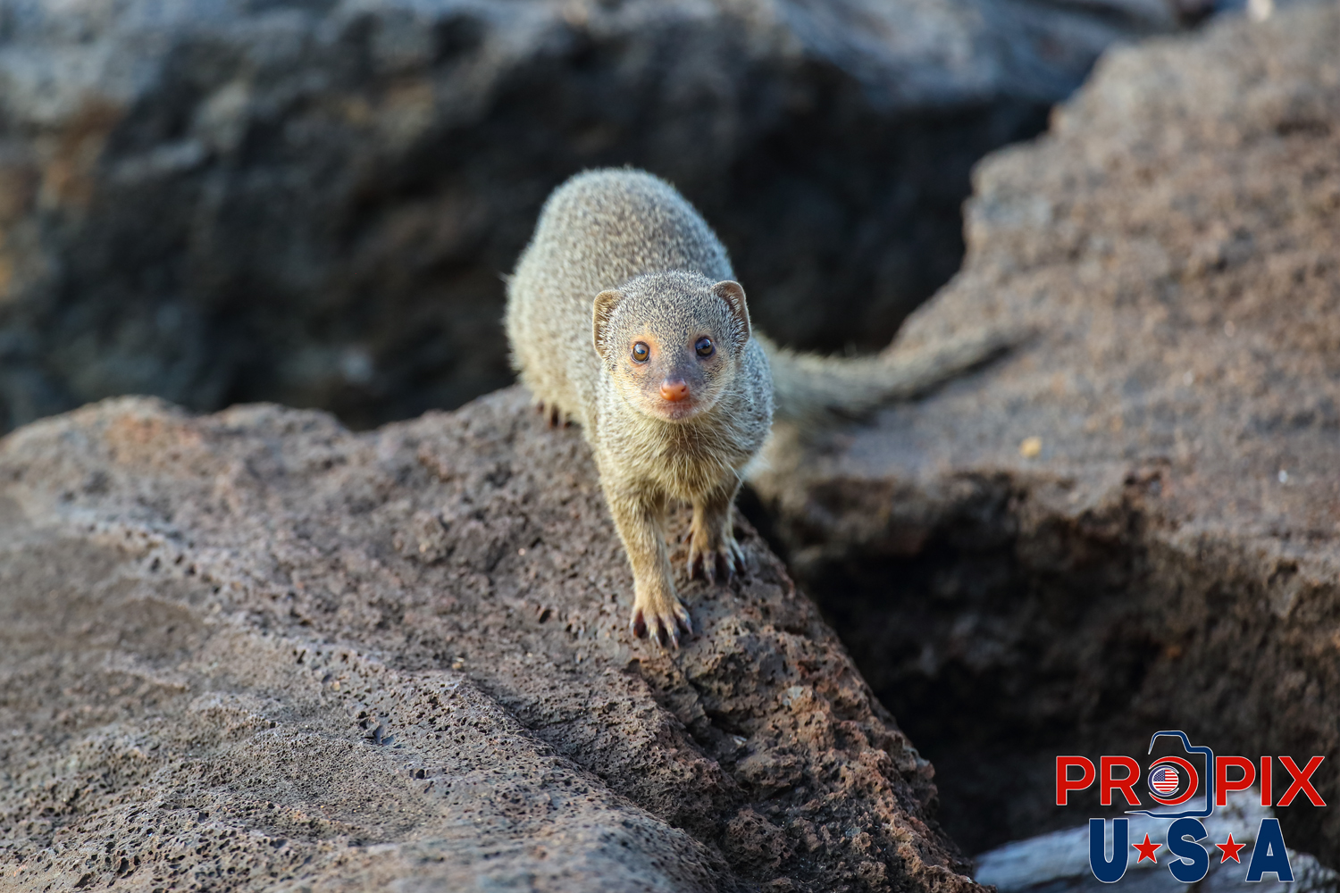 The ever curious mongoose checks out the stranger peering into it's habitat. The lava rocks along the shoreline in the Ala Moana park honolulu Hawaii provide cover and shelter for these fast and agile creatures.