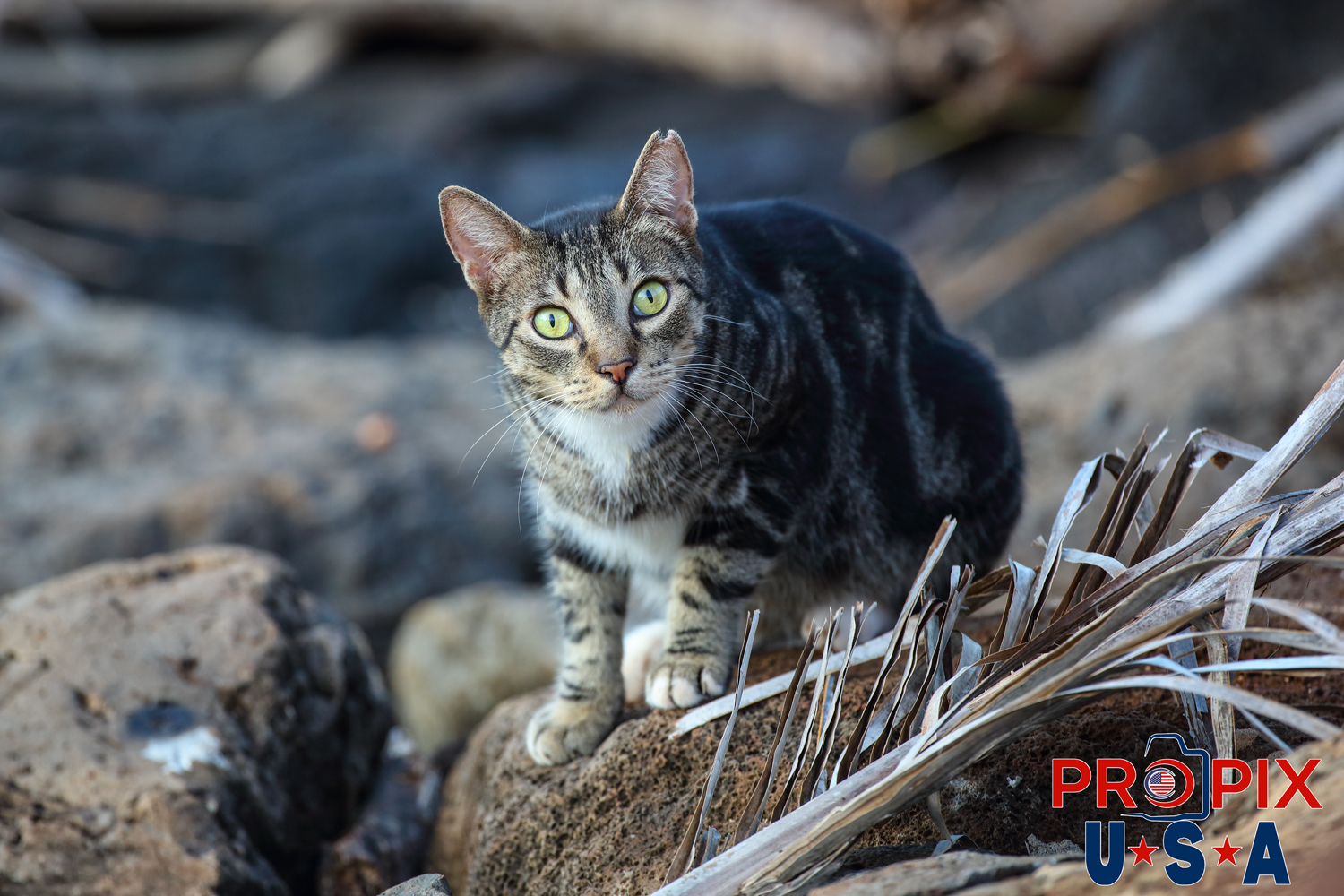 A young homeless kitten appears interested in the stranger nearby. The kitten was hanging out on the protective lava rocks where it can easily avoid danger in the Ala Moana park Honolulu Hawaii. Photo date: 6-26-2025