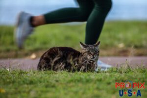 As a morning jogger passes, an older homeless cat appears more irritated at the morning activities than interested. The cat lives in the Ala Moana park Honolulu Hawaii. Photo date: 6-26-2025