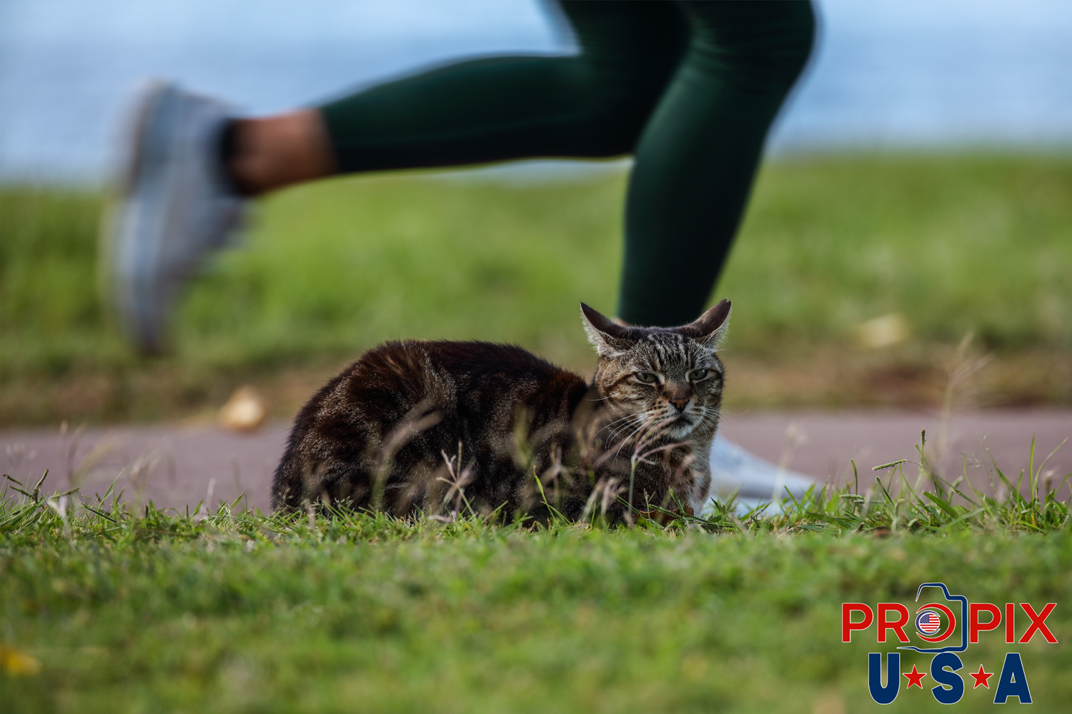 As a morning jogger passes, an older homeless cat appears more irritated at the morning activities than interested. The cat lives in the Ala Moana park Honolulu Hawaii. Photo date: 6-26-2025