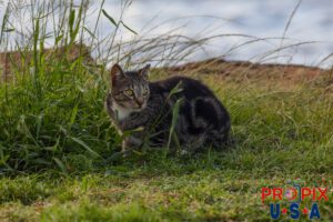 A young kitten keeps a nervous eye on nearby activity at the shoreline in the Ala Moana park Honolulu Hawaii. Photo date: 6-26-2025