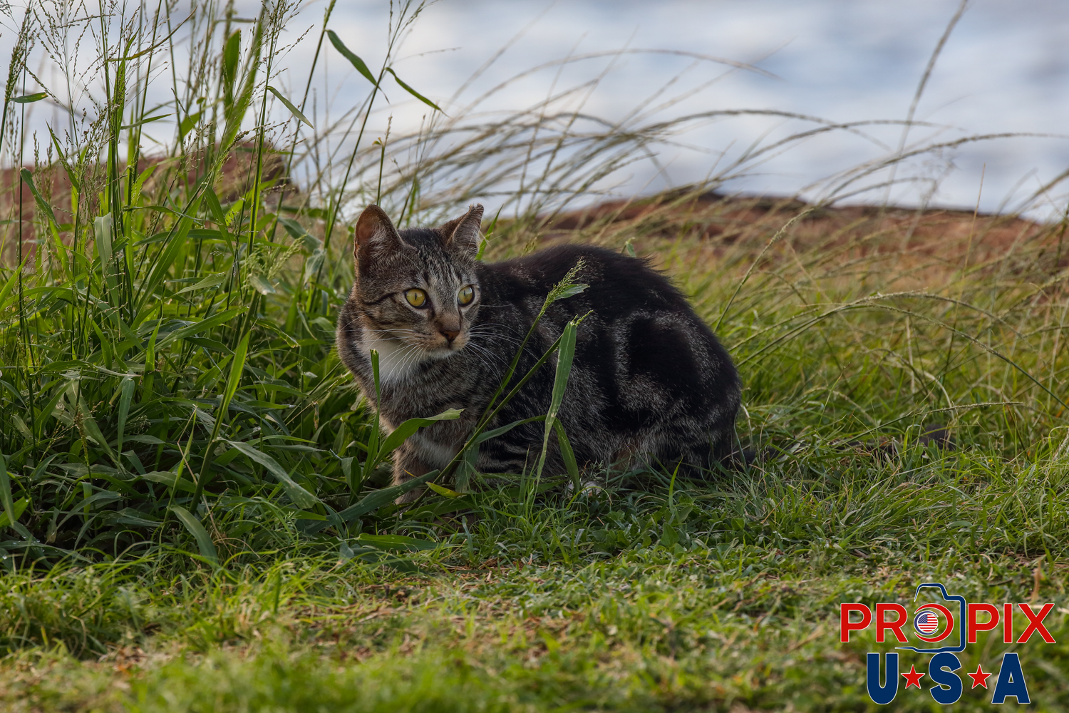 A young kitten keeps a nervous eye on nearby activity at the shoreline in the Ala Moana park Honolulu Hawaii. Photo date: 6-26-2025