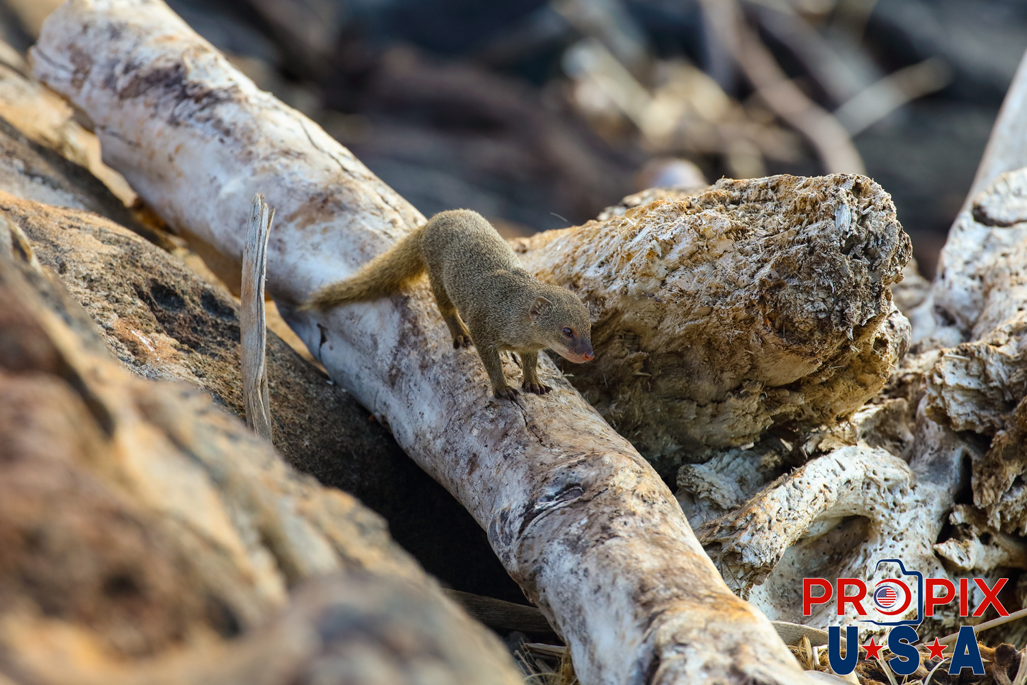 A young mongoose is looking to see what caused the movement that caught it's eye amongst the shoreline rocks in the Ala Moana park Honolulu Hawaii.