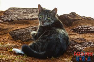 A homeless juvenile cat checks out the stranger in the Ala Moana park Honolulu Hawaii. Photo date: 6-26-2025
