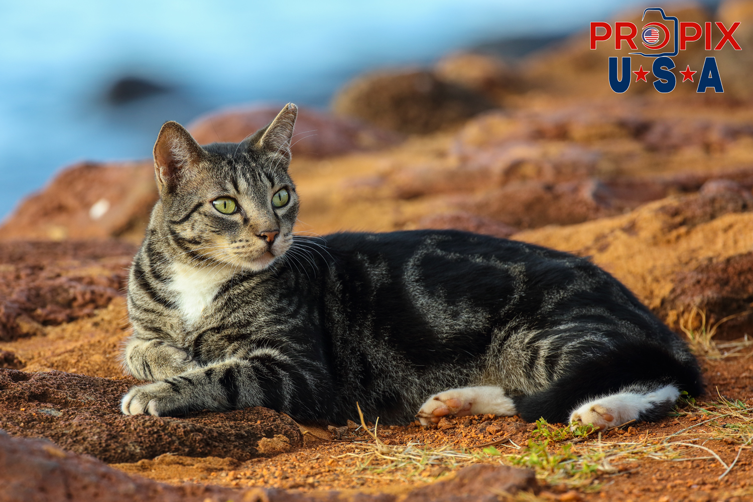 A homeless juvenile kitten lays near the shoreline while taking in the mornings activities in the Ala Moana park Honolulu Hawaii. Photo date: 6-26-2025