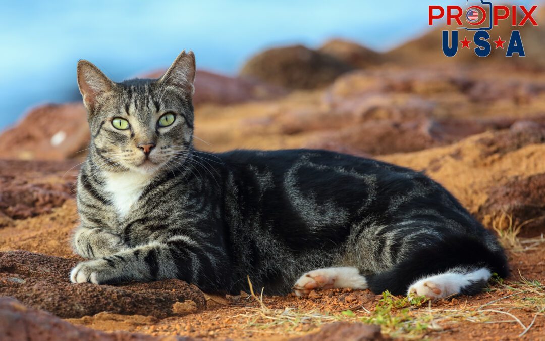 A homeless kitten taking in the morning activities near the shoreline in the Ala Moana park Honolulu Hawaii. Photo date: 6-26-2025