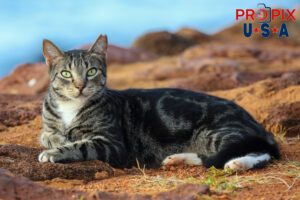 A homeless kitten taking in the morning activities near the shoreline in the Ala Moana park Honolulu Hawaii. Photo date: 6-26-2025