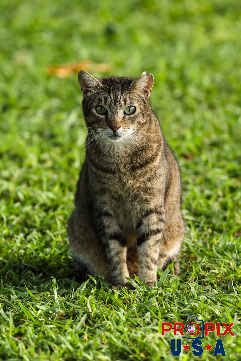 A homeless cat just hanging out in the Ala Moana park Honolulu Hawaii.