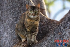 A young homeless cat sitting in the safety of a tree at the Ala Moana park Honolulu Hawaii. Photo date: 6-26-2025