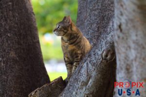 A homeless cat with a lonely look on it's face. This is one of the many cats living in the Ala Moana park Honolulu Hawaii. Photo date: 6-26-2025