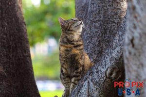 A homeless cat watching a bird that had just landed nearby, thinking BREAKFAST..! This is one of the cats living in the Ala Moana park Honolulu Hawaii. Photo date: 6-26-2025