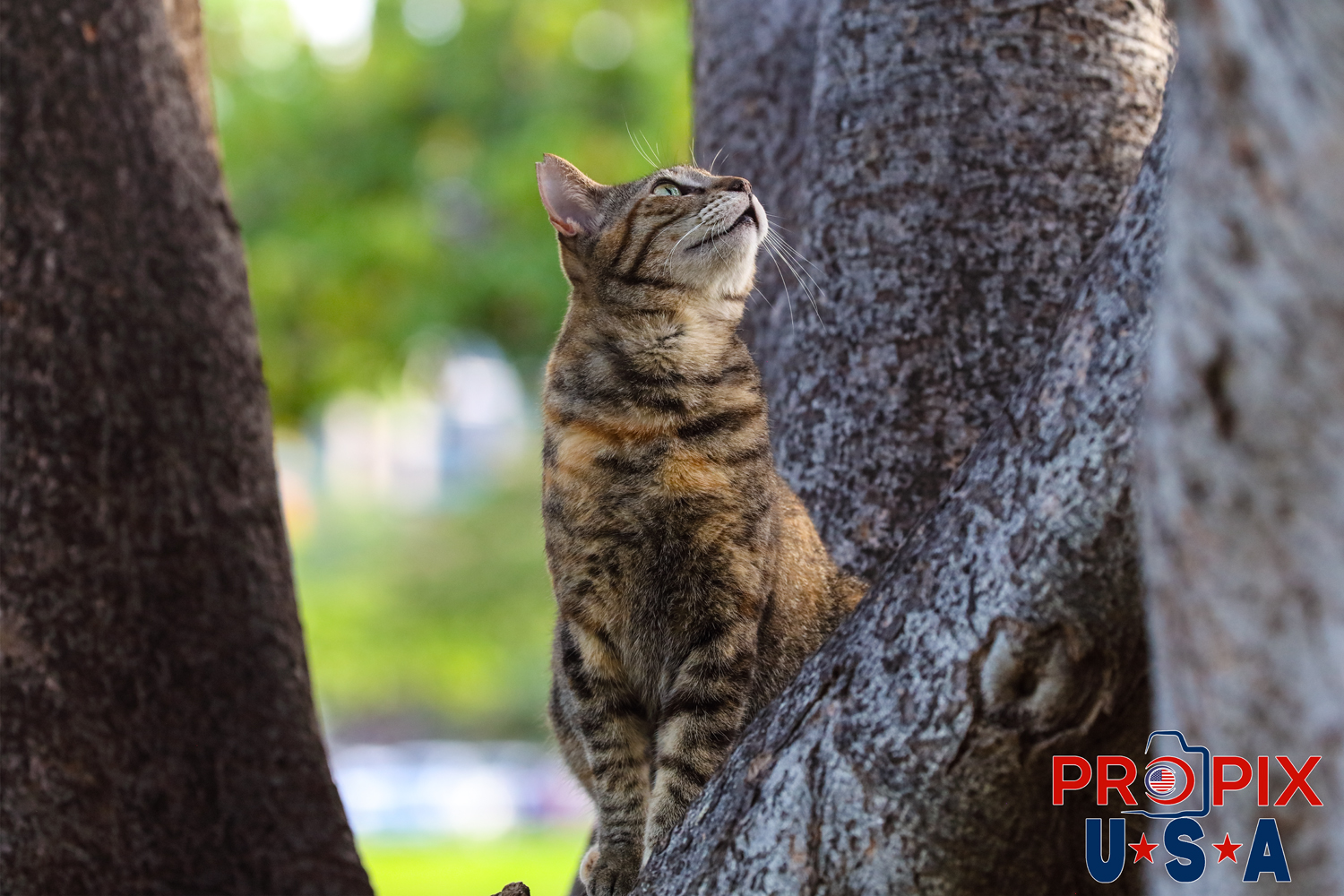 A homeless cat watching a bird that had just landed nearby, thinking BREAKFAST..! This is one of the cats living in the Ala Moana park Honolulu Hawaii. Photo date: 6-26-2025