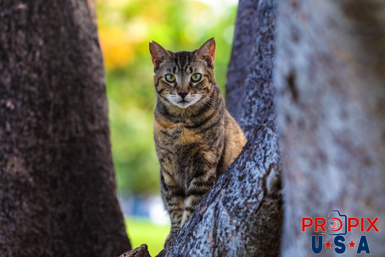 A homeless cat perched in a tree at the Ala Moana park Honolulu Hawaii. Photo date: 6-26-2025