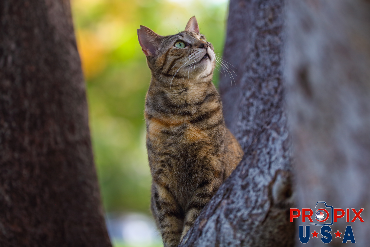 A homeless cat's attention is grabbed by some commotion higher up in the tree from where it sits at the Ala Moana park Honolulu Hawaii. Photo date: 6-26-2025