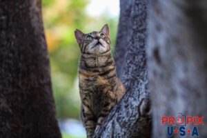 A homeless cat looks up with curiosity while perched in a tree at the Ala Moana park Honolulu Hawaii. Photo date: 6-26-2025