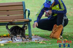 A kindhearted man has put out some food and treats for a young homeless cat then reaches out to pet it in the Ala Moana park Honolulu Hawaii. Photo date: 6-26-2025