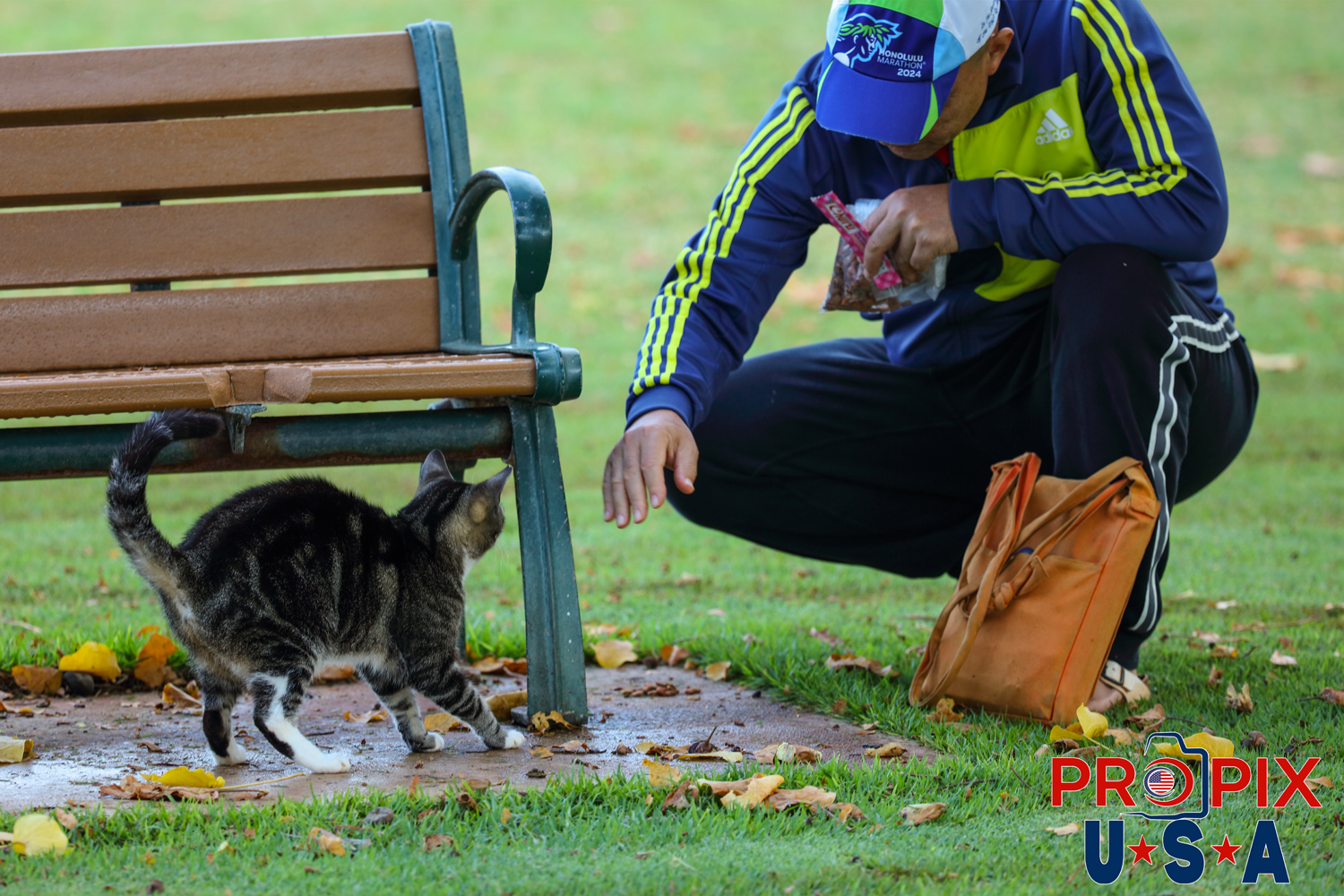 A kindhearted man has put out some food and treats for a young homeless cat then reaches out to pet it in the Ala Moana park Honolulu Hawaii. Photo date: 6-26-2025