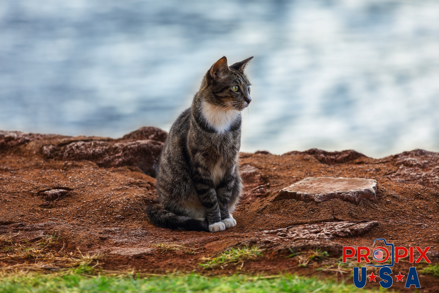 A young homeless cat watches over the mornings activities in the Ala Moana park from the shoreline. Photo date: 6-26-2025
