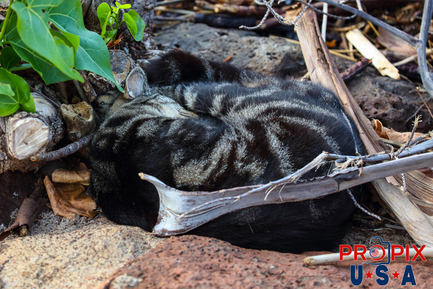 A homeless cat finds a cozy spot near the shoreline at the Ala Moana park Honolulu Hawaii. Photo date: 6-26-2025